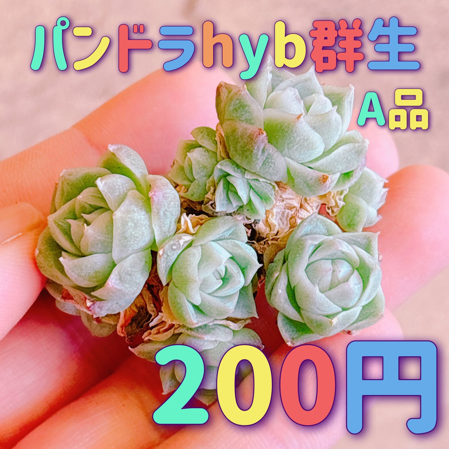 パンドラhyb群生　A品　カット苗