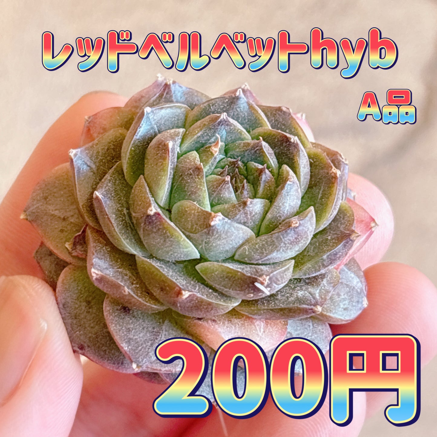 レッドベルベットhyb　A品　カット苗