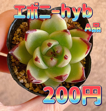 エボニーhyb　A品　根付き苗