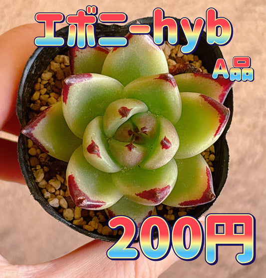 エボニーhyb　A品　根付き苗