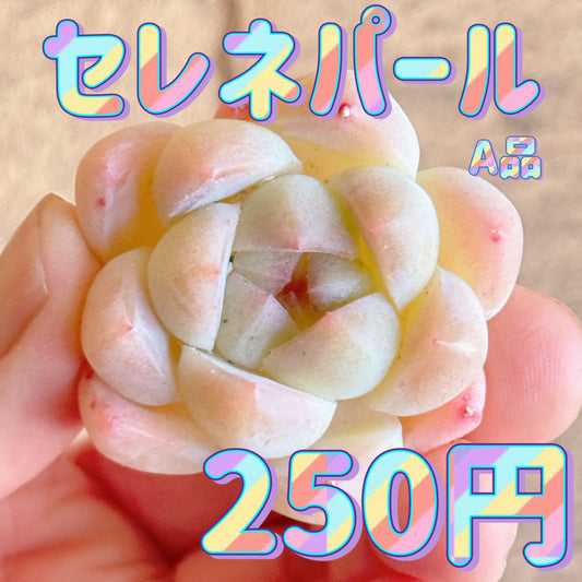 セレネパール　A品　カット苗