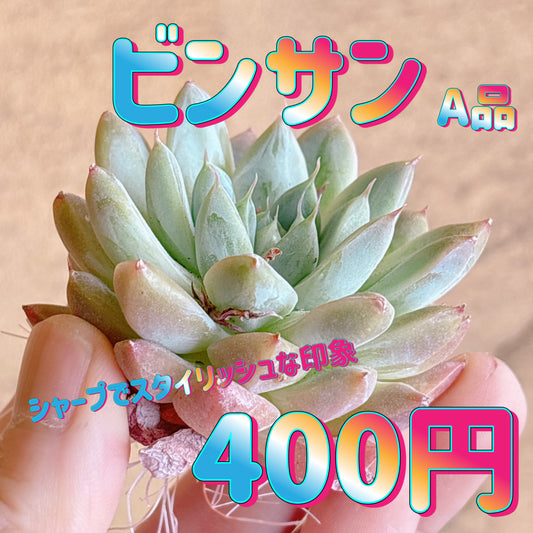 ビンサン　A品　カット苗