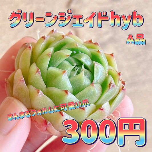 グリーンジェイドhyb　A品　カット苗