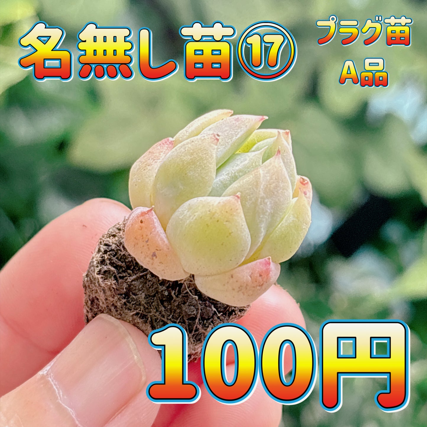 名無し苗１７　A品　プラグ苗