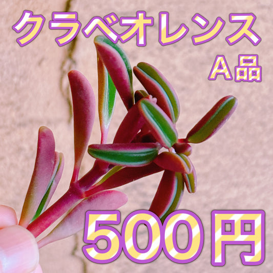 クラベオレンス　A品　カット苗