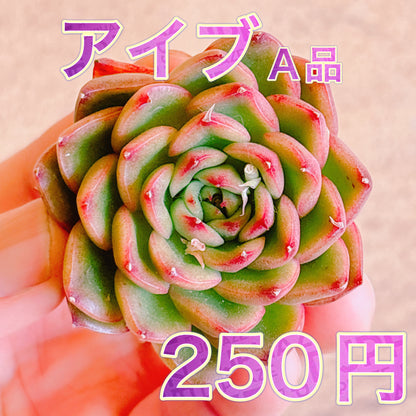 アイブ　A品　カット苗