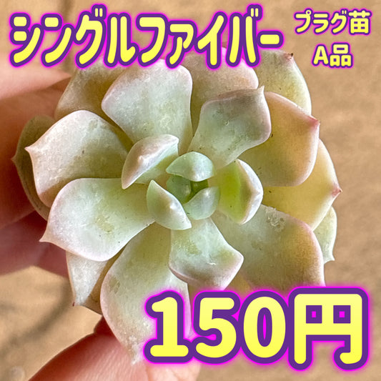 シングルフェイバー　A品　プラグ苗