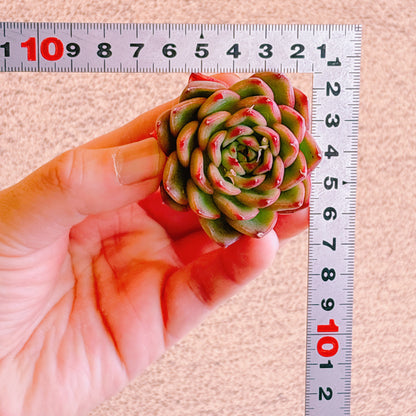 アイブ　A品　カット苗