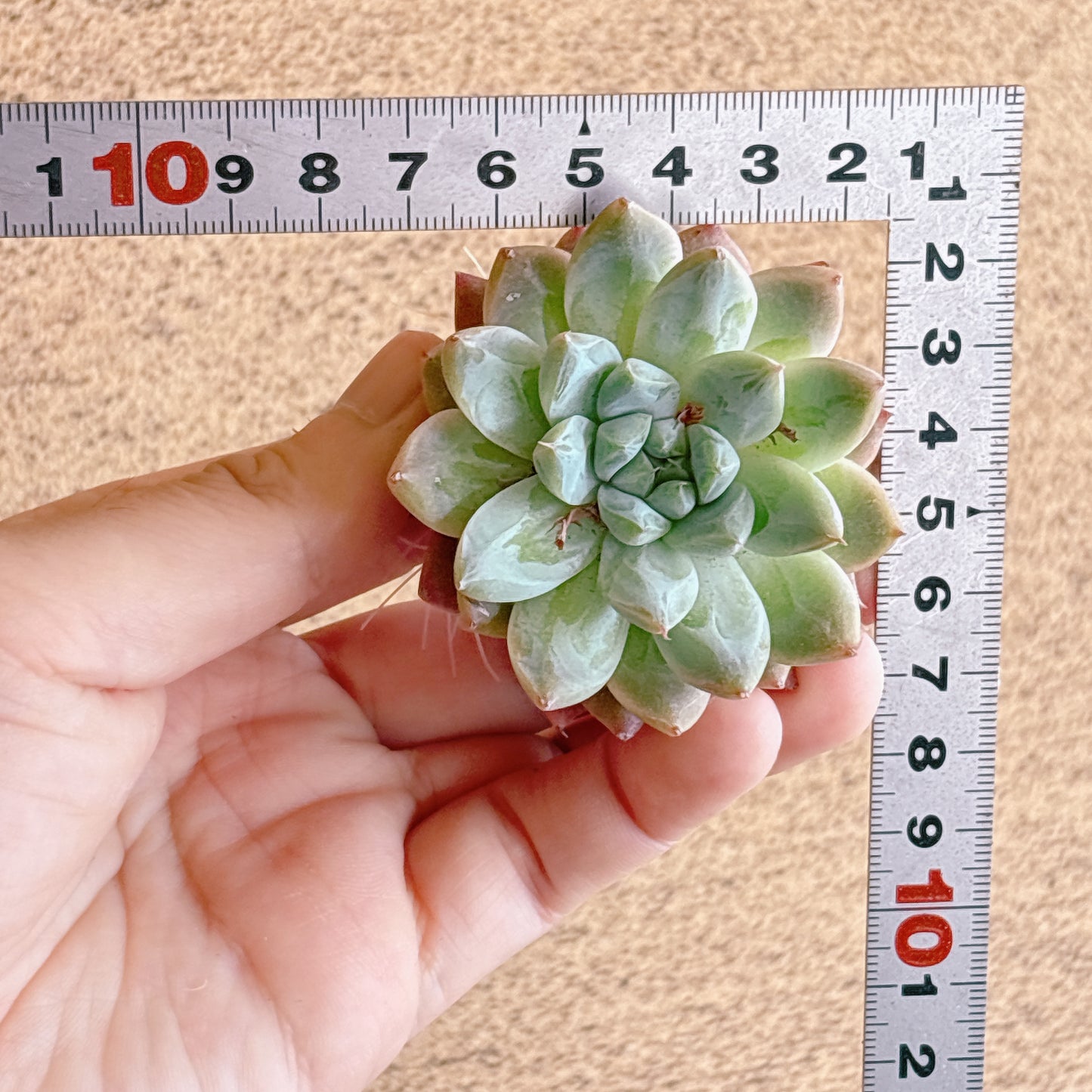 ビンサン　A品　カット苗