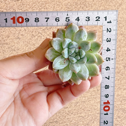 ビンサン　A品　カット苗
