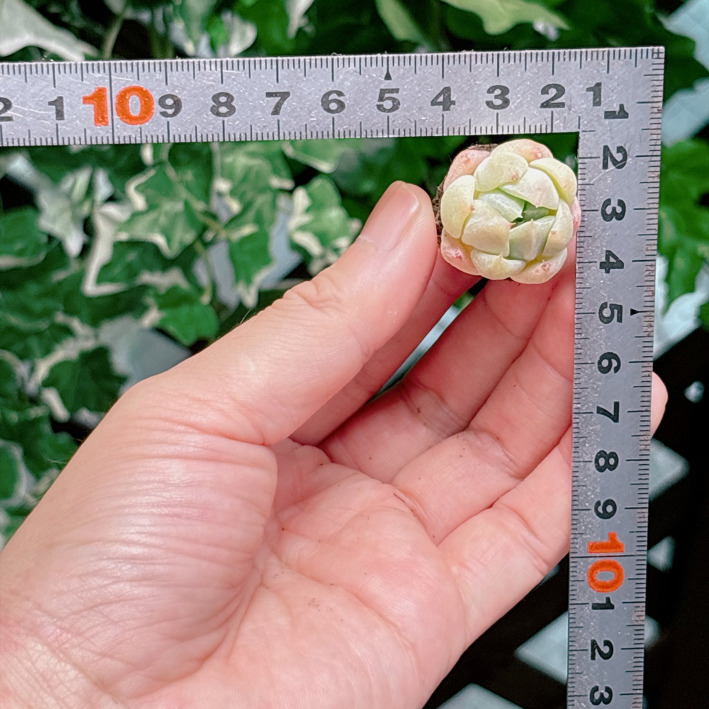 名無し苗１７　A品　プラグ苗