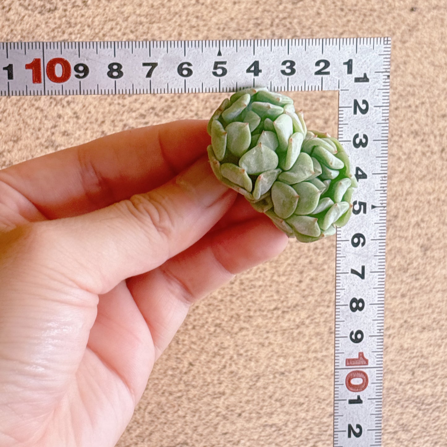 冰糖薄荷（ビンタンボーホー）双頭　A品　カット苗