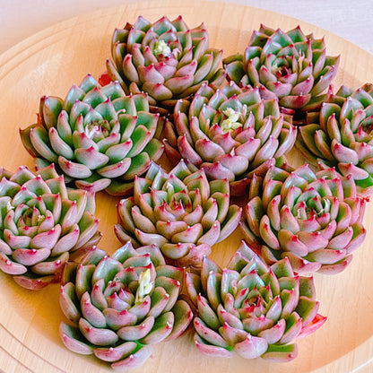 アイブ　A品　カット苗