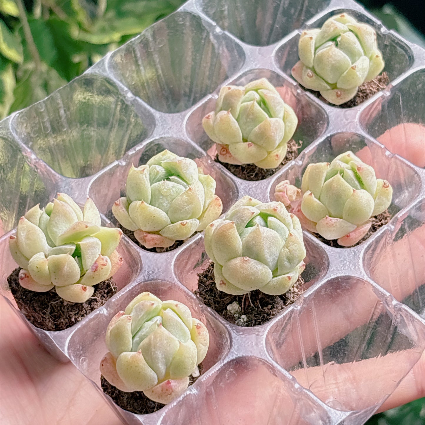 名無し苗１７　A品　プラグ苗