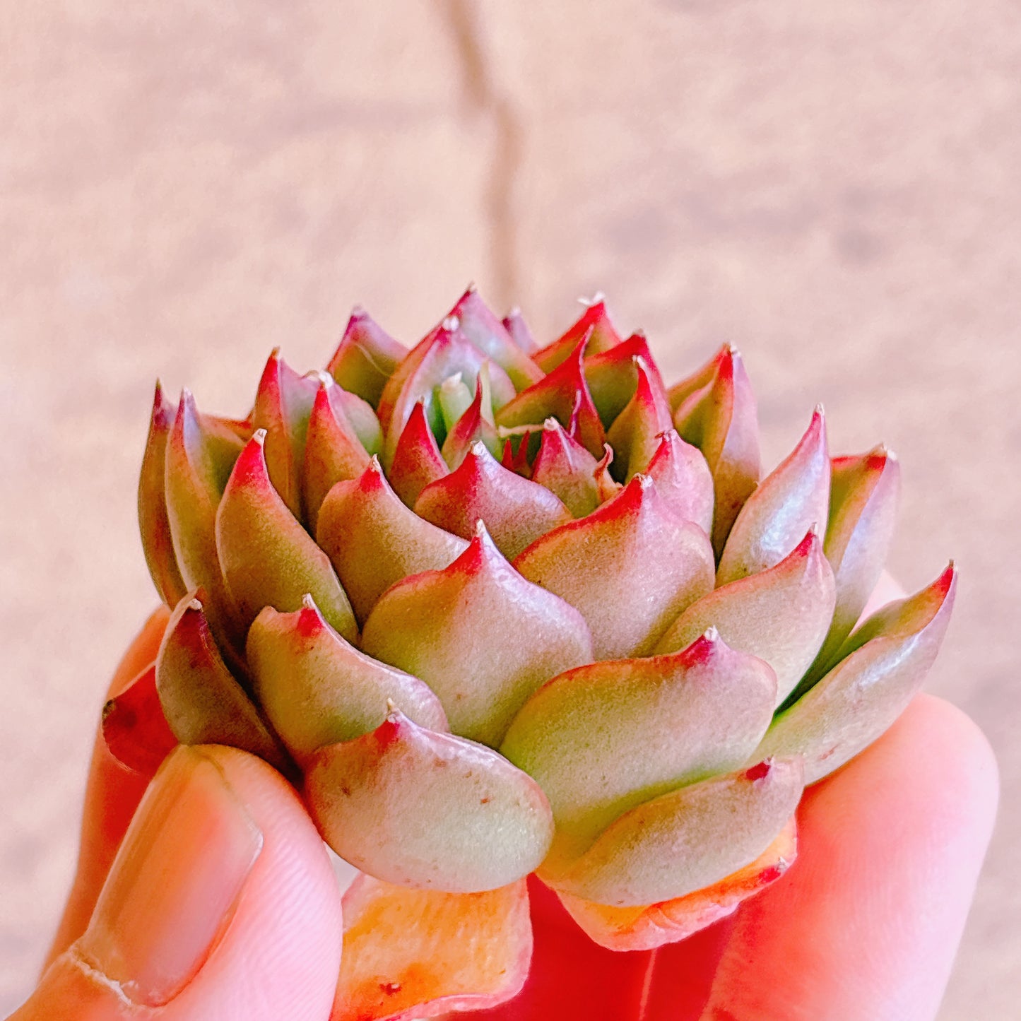 アイブ　A品　カット苗