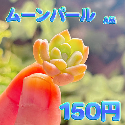 ムーンパール　A品　カット苗