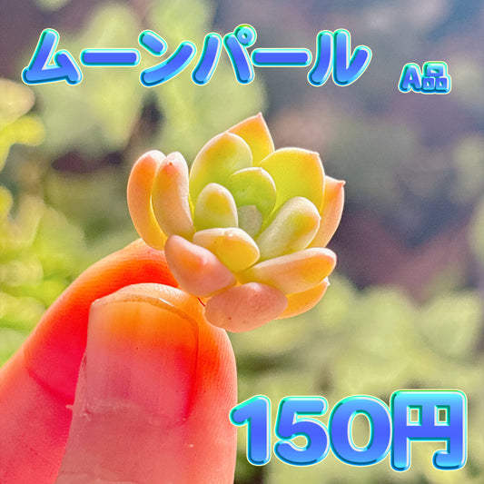 ムーンパール　A品　カット苗