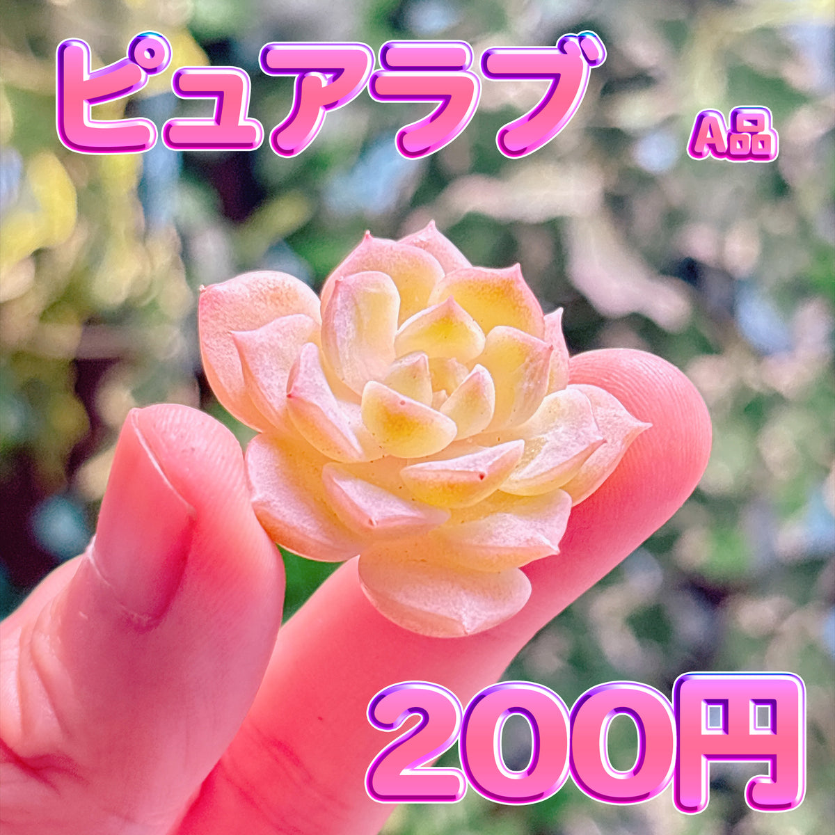 ピュアラブ　A品　カット苗
