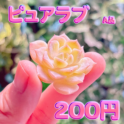 ピュアラブ　A品　カット苗