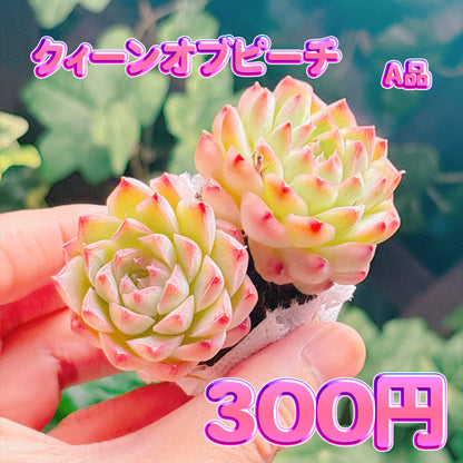 クィーンオブピーチ　A品　根付き苗