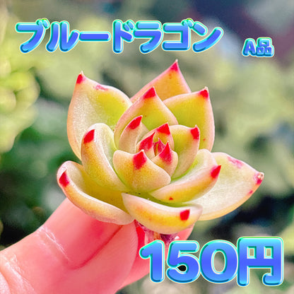 ブルードラゴン　A品　カット苗