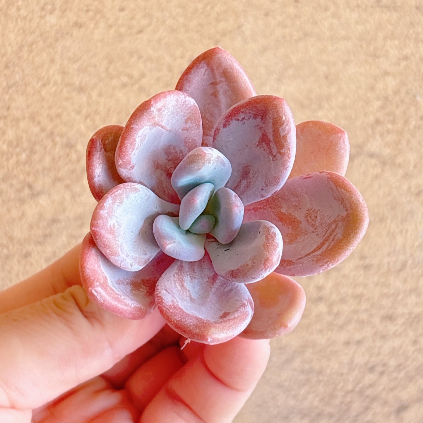 オパリナ　A品　カット苗