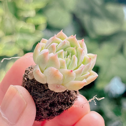 多肉植物