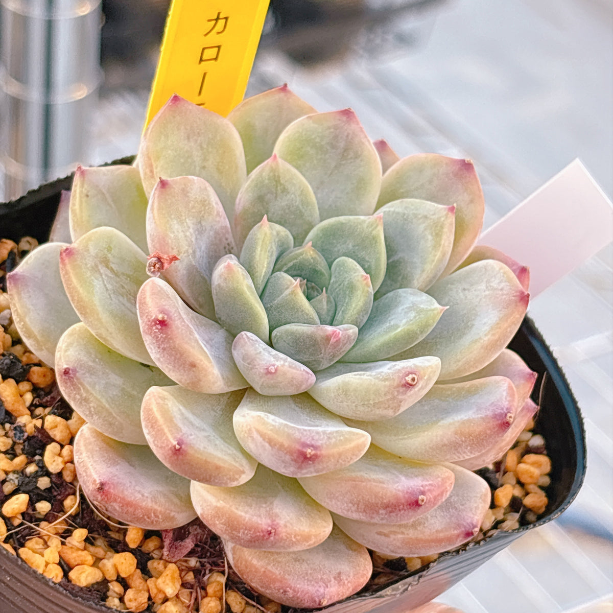 多肉植物