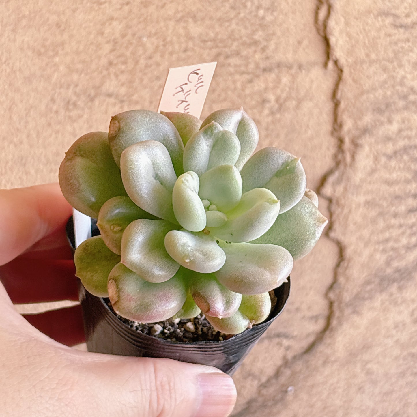 多肉植物