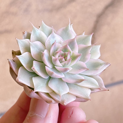 多肉植物
