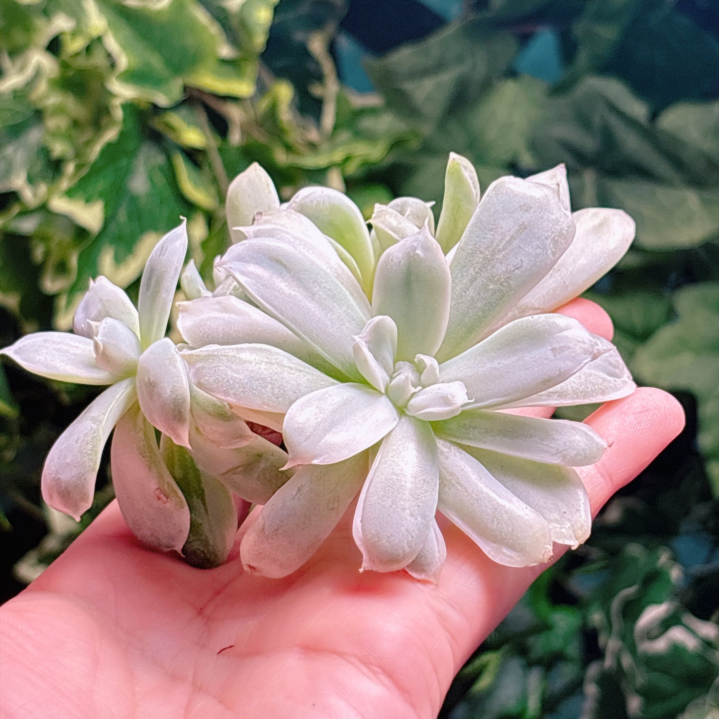 多肉植物