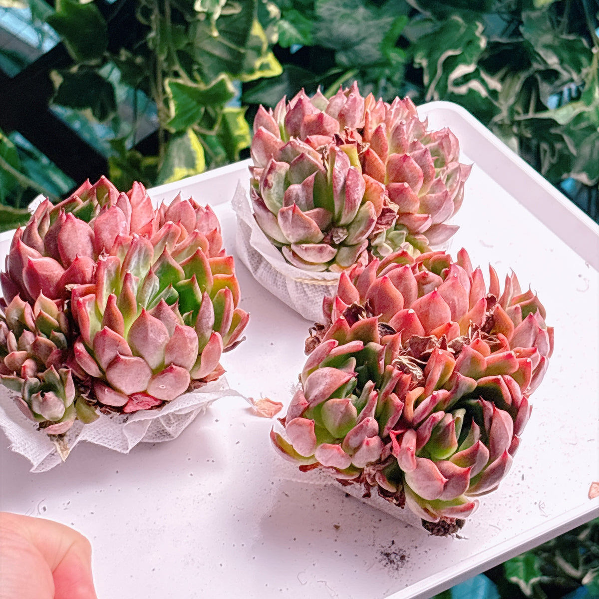 多肉植物
