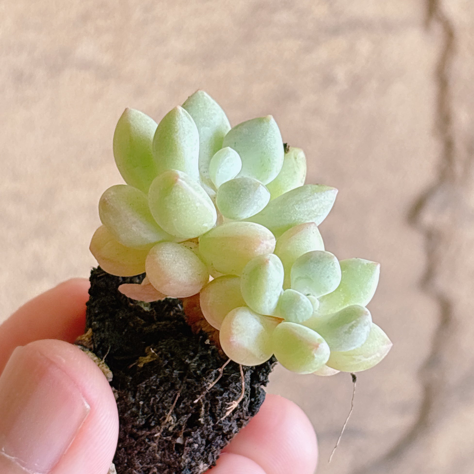 商品一覧 – Bull Succulent
