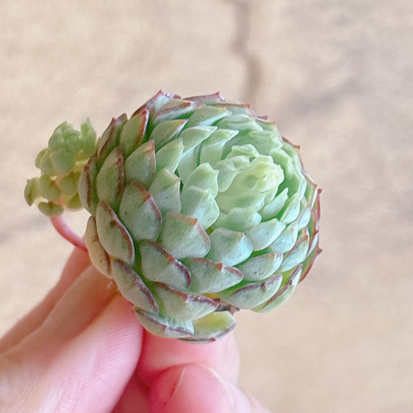 多肉植物