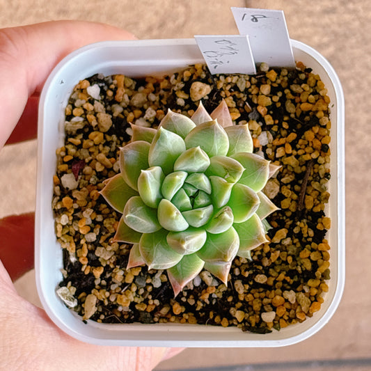 多肉植物