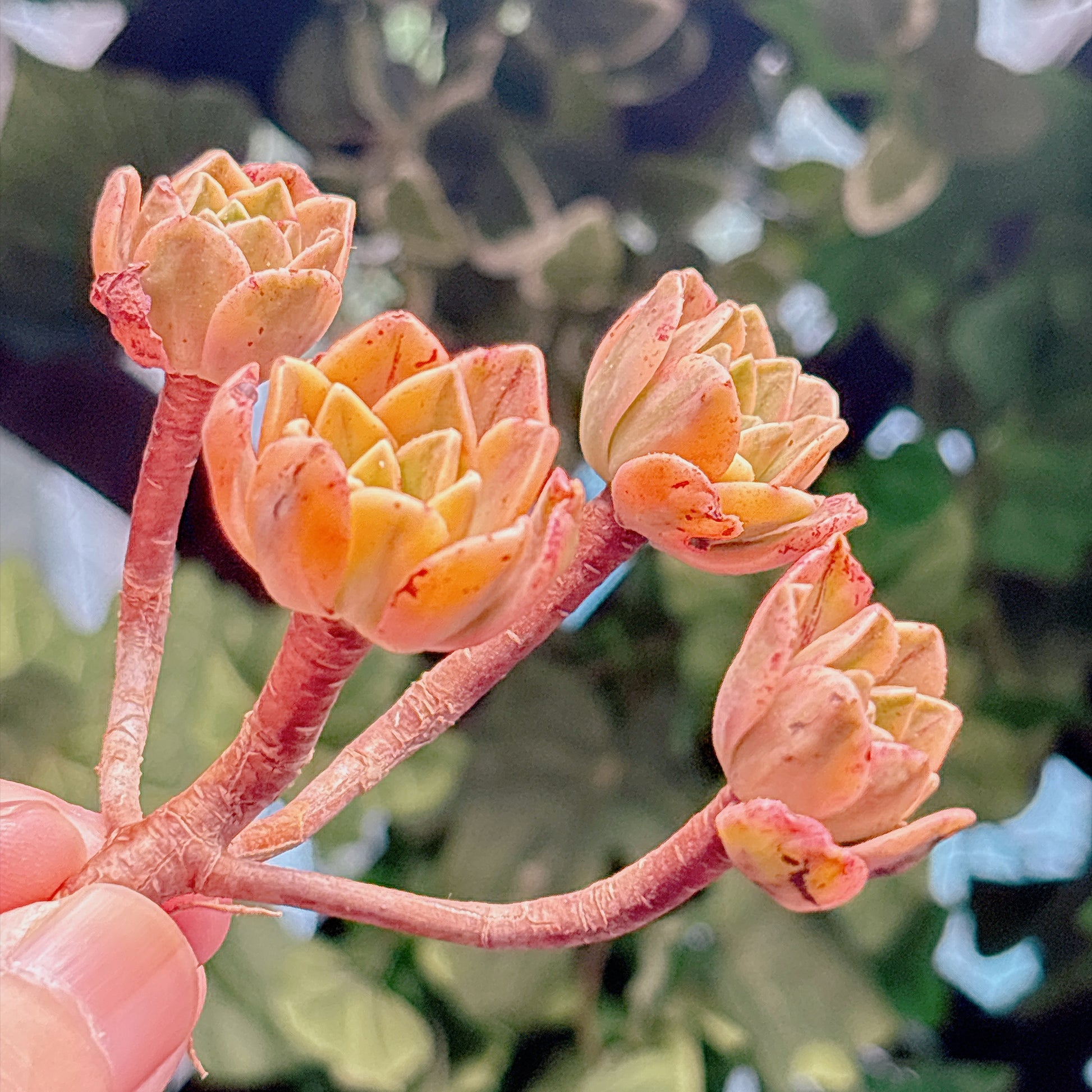 多肉植物