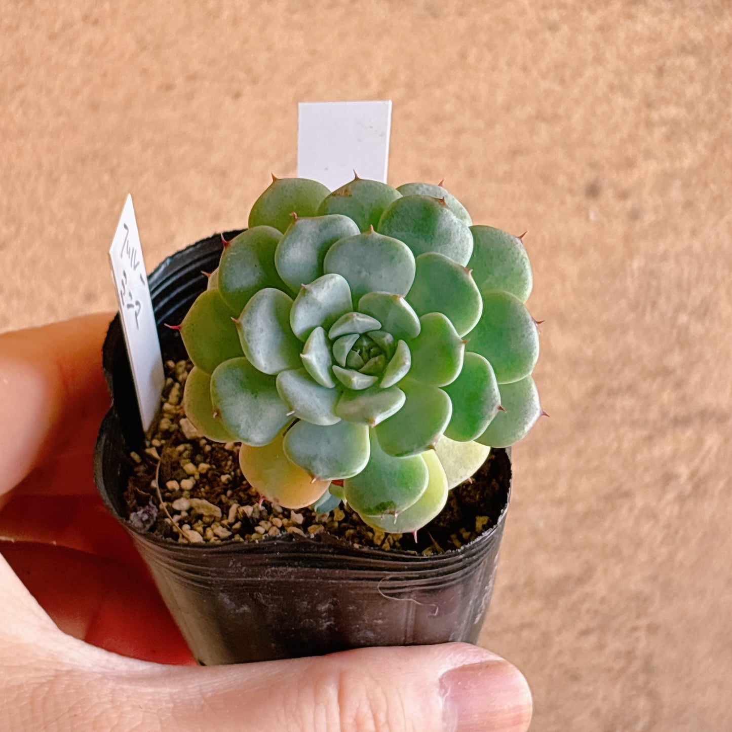 多肉植物