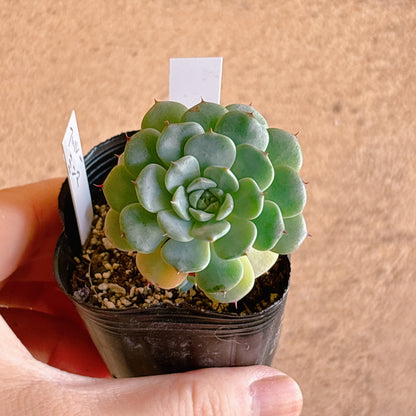 多肉植物