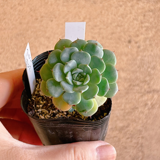 多肉植物
