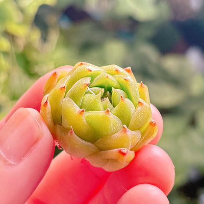 多肉植物