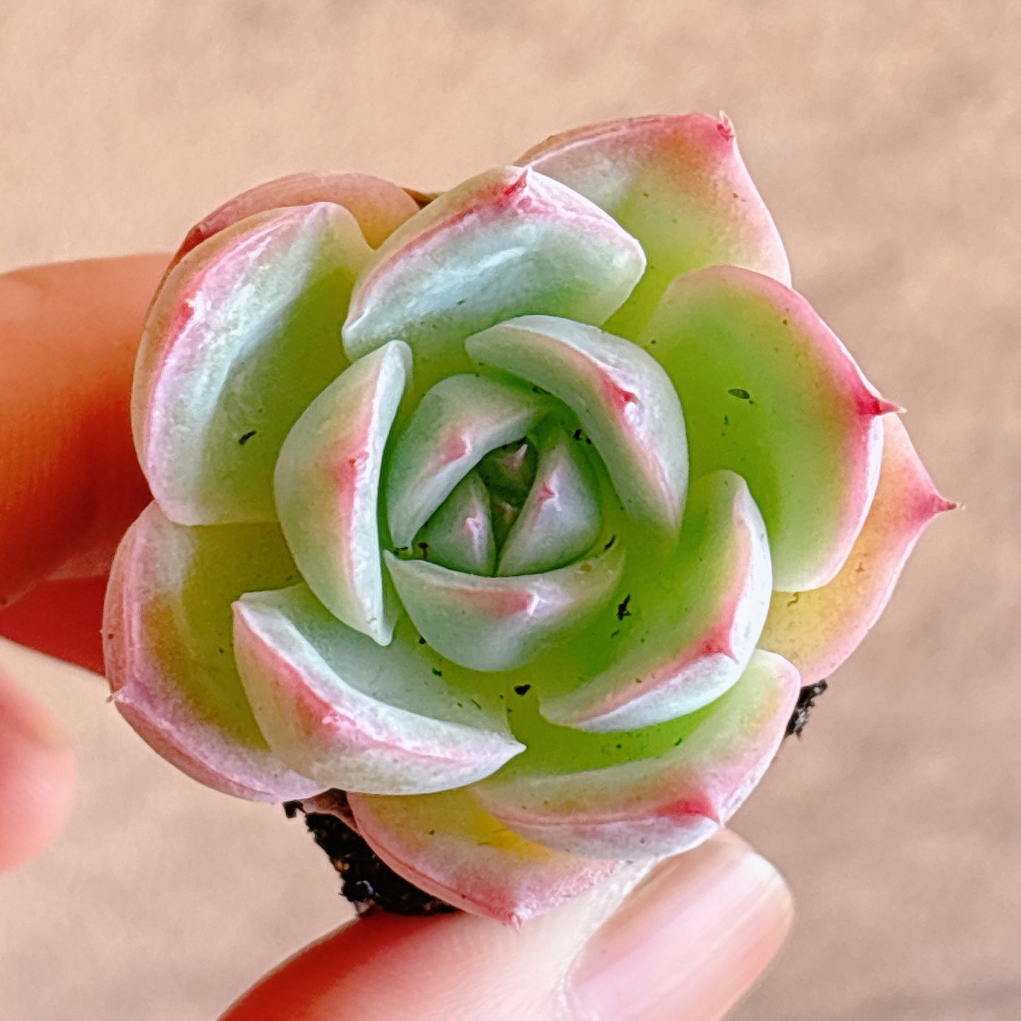 多肉植物