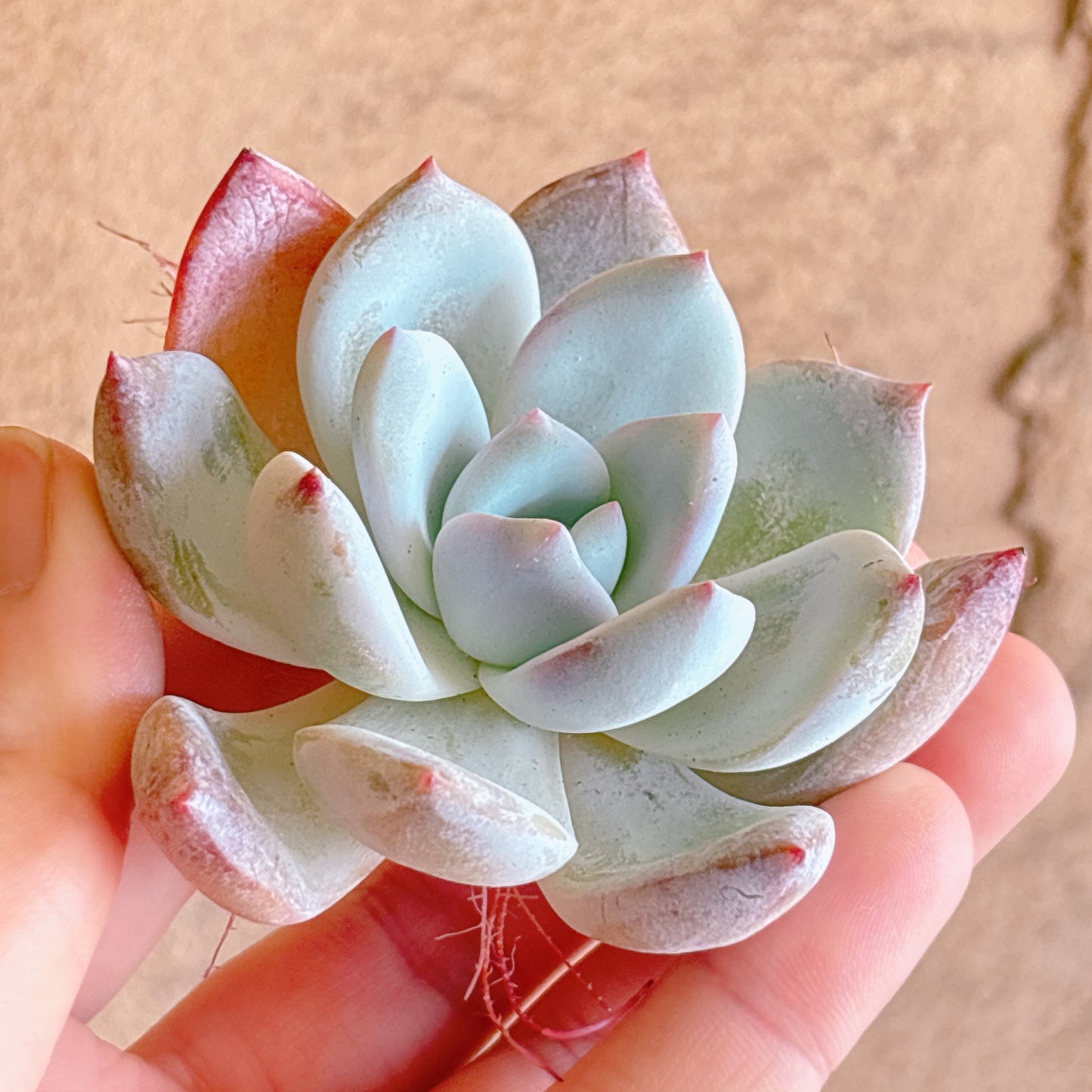 多肉植物