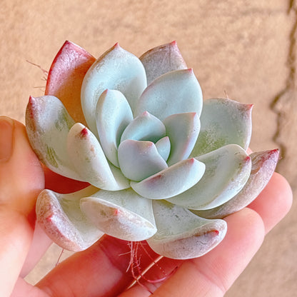 多肉植物