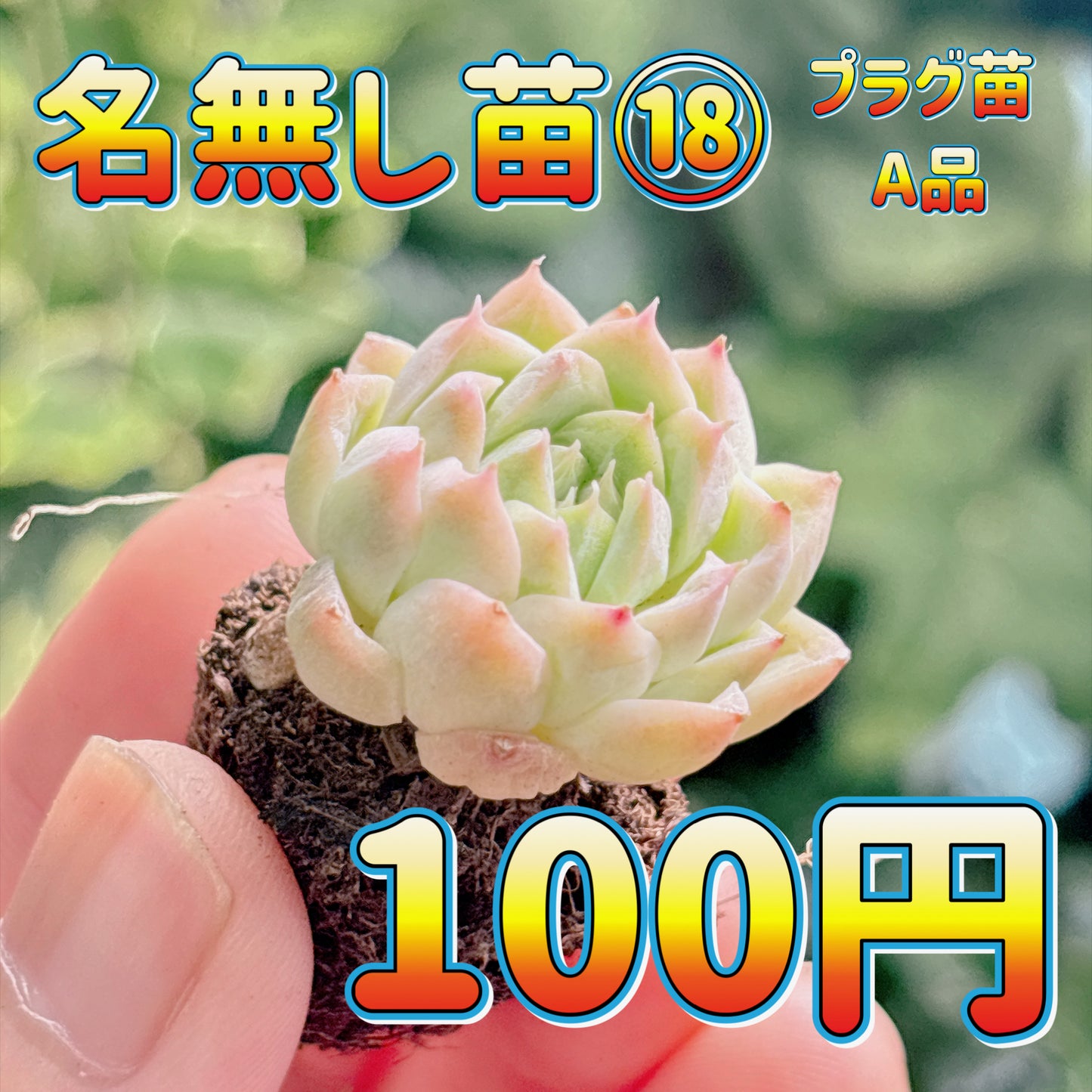 名無し苗１８　A品　プラグ苗