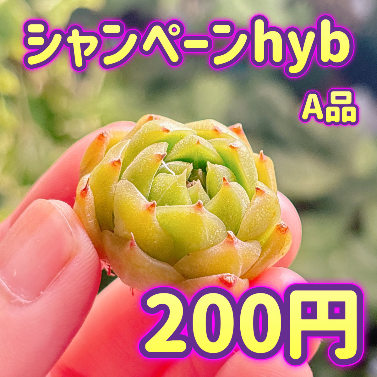 シャンペーンhyb タイプA　A品　カット苗