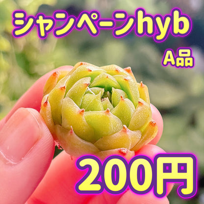シャンペーンhyb タイプA　A品　カット苗