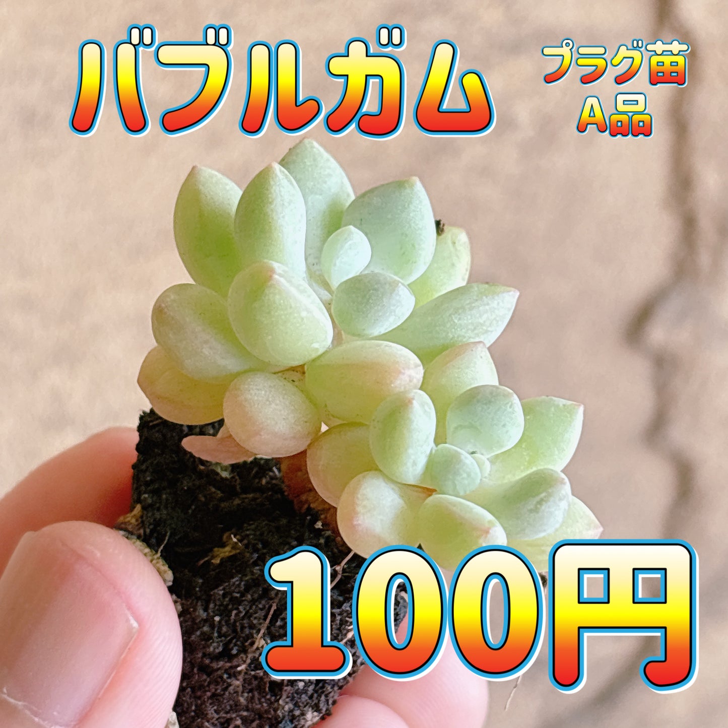 バブルガム　A品　プラグ苗