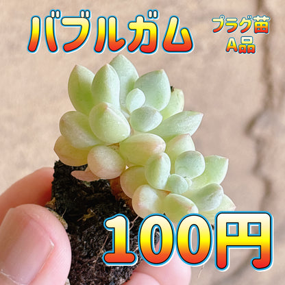 バブルガム　A品　プラグ苗