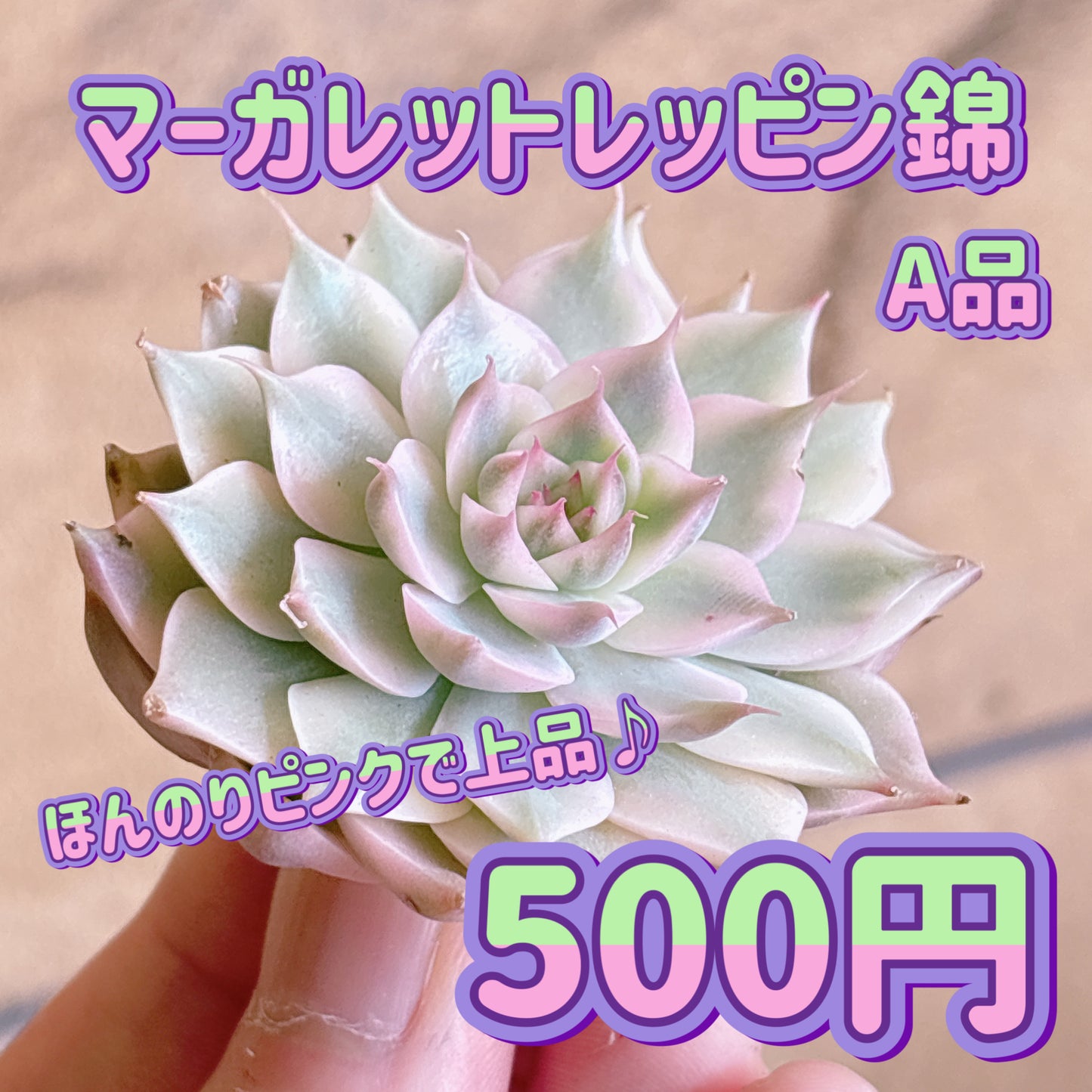 マーガレットレッピン錦　A品　カット苗
