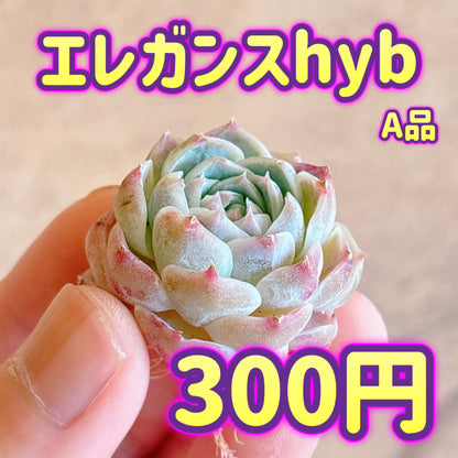 エレガンスhyb　A品　カット苗